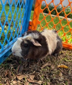 Rescue Guinea Pig Guinea Pigs for Adoption in Honolulu, Hawaii - Ball Park | PetCurious